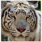 White Tiger 2 Canvas 16  x 16 