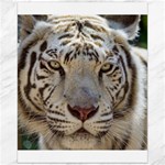 White Tiger 2 Canvas 16  x 20 
