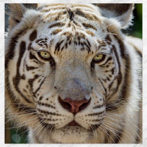 White Tiger 2 Canvas 20  x 20  from ArtsNow.com 19 x19.27  Canvas - 1