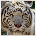 White Tiger 2 Canvas 20  x 20 