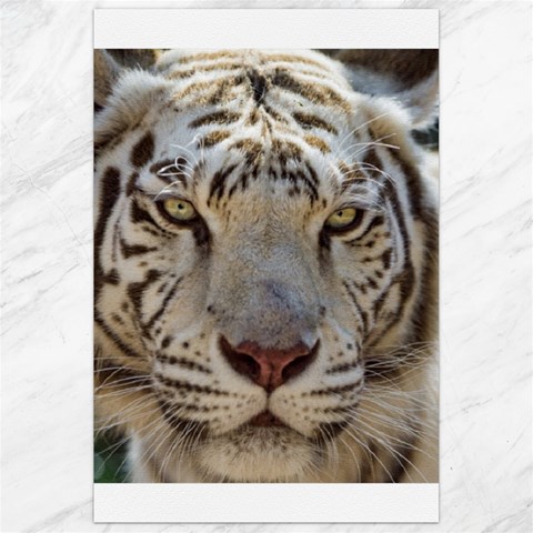 White Tiger 2 Canvas 24  x 36  from ArtsNow.com 23.35 x34.74  Canvas - 1