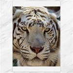 White Tiger 2 Canvas 24  x 36 