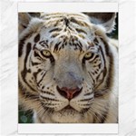 White Tiger 2 Canvas 36  x 48 
