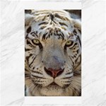 White Tiger 2 Canvas 40  x 72 