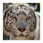 White Tiger 2 Medium Glasses Cloth