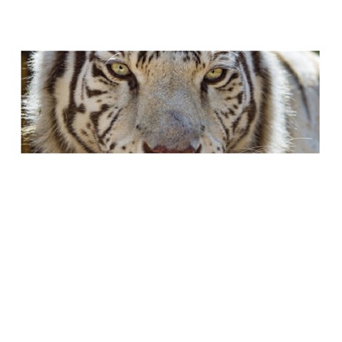 White Tiger 2 Memory Card Reader (Stick) from ArtsNow.com Front