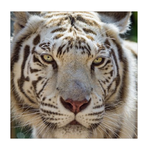 White Tiger 2 Duvet Cover (Queen Size) from ArtsNow.com Front