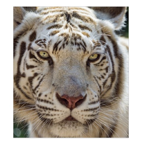 White Tiger 2 Duvet Cover (King Size) from ArtsNow.com Duvet Quilt
