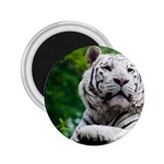 White Tiger 2.25  Magnet