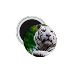 White Tiger 1.75  Magnet