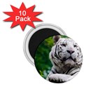 White Tiger 1.75  Magnet (10 pack) 