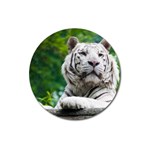 White Tiger Magnet 3  (Round)