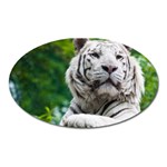 White Tiger Magnet (Oval)