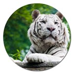 White Tiger Magnet 5  (Round)