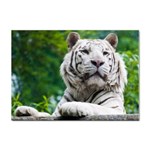 White Tiger Sticker A4 (100 pack)