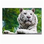 White Tiger Postcard 4 x 6  (Pkg of 10)
