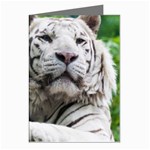White Tiger Greeting Cards (Pkg of 8)