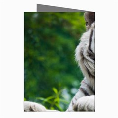 White Tiger Greeting Cards (Pkg of 8) from ArtsNow.com Right