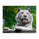 White Tiger Small Glasses Cloth