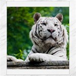 White Tiger Canvas 8  x 10 
