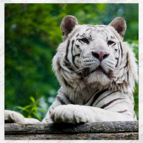 White Tiger Canvas 12  x 12  from ArtsNow.com 11.4 x11.56  Canvas - 1