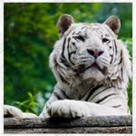 White Tiger Canvas 12  x 12 