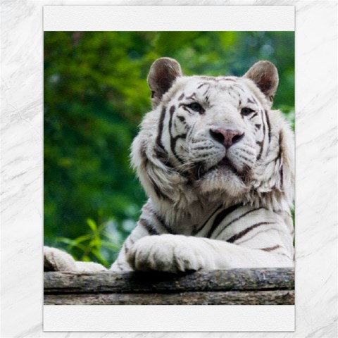 White Tiger Canvas 12  x 16  from ArtsNow.com 11.86 x15.41  Canvas - 1