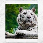 White Tiger Canvas 12  x 16 