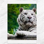 White Tiger Canvas 12  x 18 