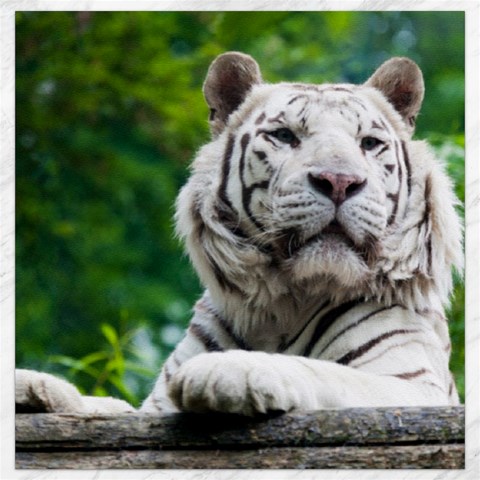 White Tiger Canvas 16  x 16  from ArtsNow.com 15.2 x15.41  Canvas - 1