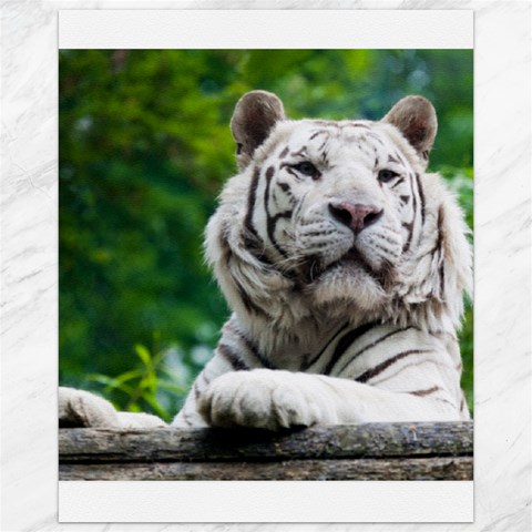 White Tiger Canvas 16  x 20  from ArtsNow.com 15.75 x19.29  Canvas - 1