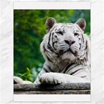 White Tiger Canvas 18  x 24 
