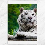White Tiger Canvas 24  x 36 
