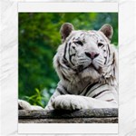 White Tiger Canvas 36  x 48 