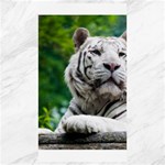 White Tiger Canvas 40  x 72 