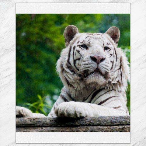 White Tiger Canvas 11  x 14  from ArtsNow.com 10.95 x13.48  Canvas - 1