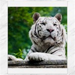 White Tiger Canvas 11  x 14 