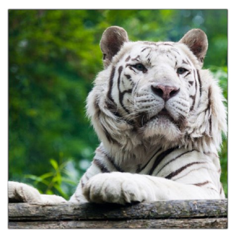 White Tiger Large Satin Scarf (Square) from ArtsNow.com Front
