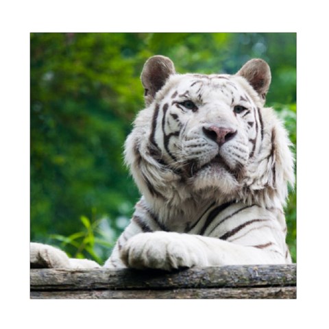 White Tiger Duvet Cover Double Side (Full/ Double Size) from ArtsNow.com Front
