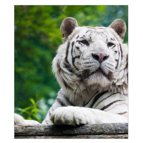 White Tiger Duvet Cover Double Side (California King Size) from ArtsNow.com Front