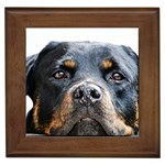 Rotwieller Framed Tile