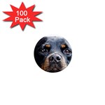 Rotwieller 1  Mini Magnet (100 pack) 