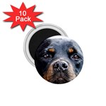 Rotwieller 1.75  Magnet (10 pack) 