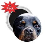 Rotwieller 2.25  Magnet (10 pack)