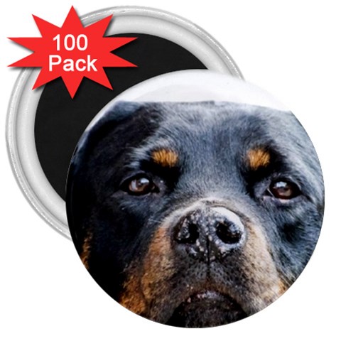 Rotwieller 3  Magnet (100 pack) from ArtsNow.com Front