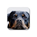 Rotwieller Rubber Coaster (Square)