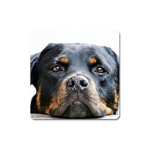Rotwieller Magnet (Square) from ArtsNow.com Front