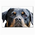 Rotwieller Postcards 5  x 7  (Pkg of 10)