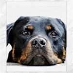 Rotwieller Canvas 8  x 10 