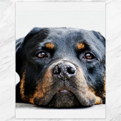 Rotwieller Canvas 12  x 16  from ArtsNow.com 11.86 x15.41  Canvas - 1